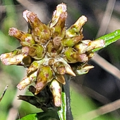 Euchiton japonicus (Creeping Cudweed) at Jerrabomberra, ACT - 31 Oct 2021 by trevorpreston