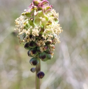 Sanguisorba minor at Jerrabomberra, ACT - 31 Oct 2021