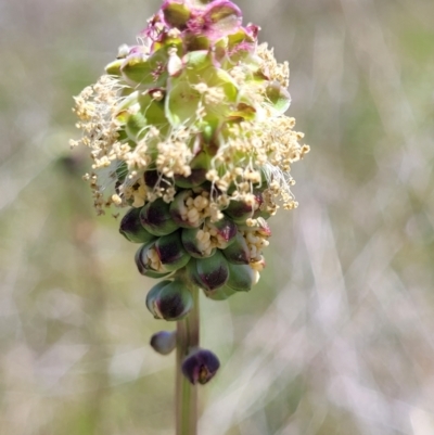 Sanguisorba minor (Salad Burnet, Sheep's Burnet) at Jerrabomberra Grassland - 31 Oct 2021 by tpreston