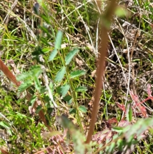 Sanguisorba minor at Jerrabomberra, ACT - 31 Oct 2021