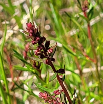 Haloragis heterophylla (Variable Raspwort) at Jerrabomberra, ACT - 31 Oct 2021 by tpreston