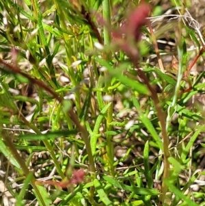 Haloragis heterophylla at Jerrabomberra, ACT - 31 Oct 2021 12:40 PM