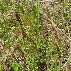 Haloragis heterophylla at Jerrabomberra, ACT - 31 Oct 2021