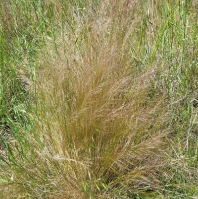 Austrostipa scabra subsp. falcata (Rough Spear-grass) at Jerrabomberra Grassland - 31 Oct 2021 by tpreston