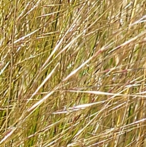 Austrostipa scabra subsp. falcata at Jerrabomberra, ACT - 31 Oct 2021