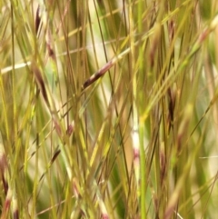 Austrostipa scabra subsp. falcata at Jerrabomberra, ACT - 31 Oct 2021