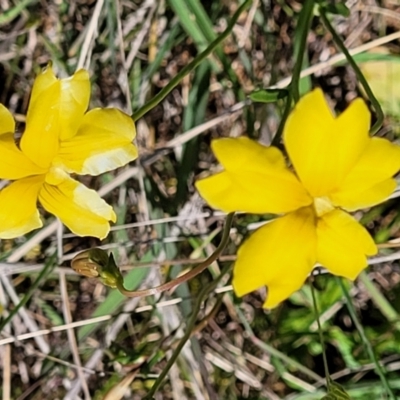 Goodenia pinnatifida (Scrambled Eggs) at Jerrabomberra Grassland - 31 Oct 2021 by tpreston