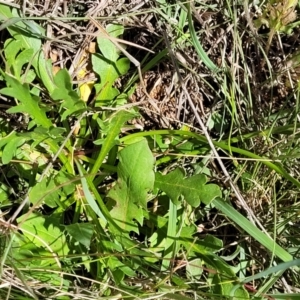 Goodenia pinnatifida at Jerrabomberra, ACT - 31 Oct 2021