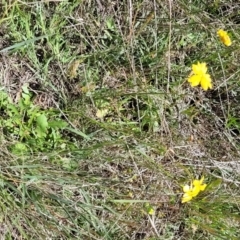 Goodenia pinnatifida at Jerrabomberra, ACT - 31 Oct 2021 12:35 PM