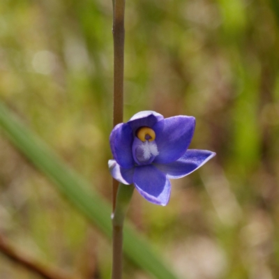 Thelymitra (genus) (sun orchids) at Kaleen, ACT - 30 Oct 2021 by DPRees125