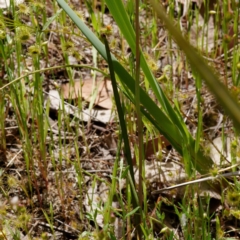 Thelymitra sp. at Kaleen, ACT - 30 Oct 2021