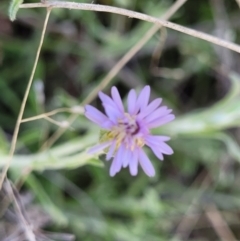 Vittadinia gracilis (New Holland Daisy) at Jerrabomberra Grassland - 31 Oct 2021 by tpreston