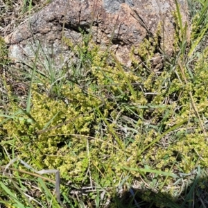 Galium gaudichaudii subsp. gaudichaudii at Jerrabomberra, ACT - 31 Oct 2021 12:12 PM