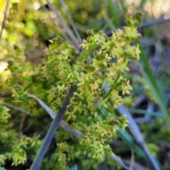 Galium gaudichaudii subsp. gaudichaudii at Jerrabomberra, ACT - 31 Oct 2021