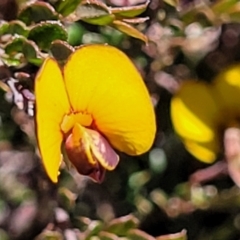 Bossiaea buxifolia (Matted Bossiaea) at Jerrabomberra Grassland - 31 Oct 2021 by tpreston