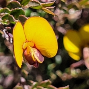 Bossiaea buxifolia at Jerrabomberra, ACT - 31 Oct 2021