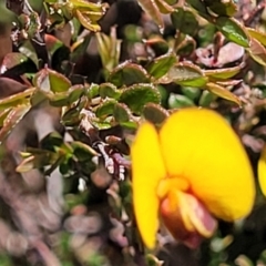 Bossiaea buxifolia at Jerrabomberra, ACT - 31 Oct 2021