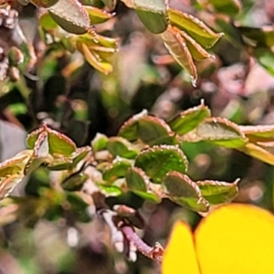 Bossiaea buxifolia at Jerrabomberra, ACT - 31 Oct 2021