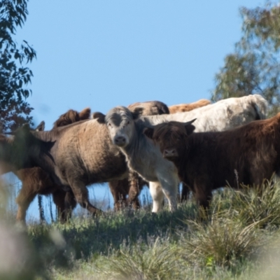 Bos taurus (Wild Cattle) at Namadgi National Park - 30 Oct 2021 by patrickcox