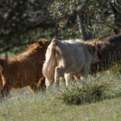 Bos taurus at Booth, ACT - 31 Oct 2021 09:00 AM