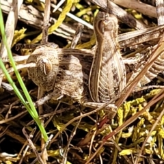 Perunga ochracea (Perunga grasshopper, Cross-dressing Grasshopper) at Jerrabomberra, ACT - 31 Oct 2021 by tpreston