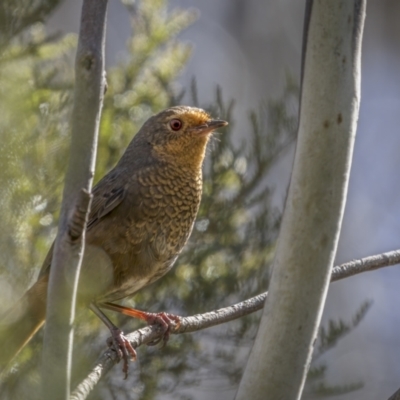 Pycnoptilus floccosus (Pilotbird) at Kosciuszko National Park, NSW - 30 Oct 2021 by trevsci