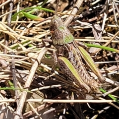 Perunga ochracea (Perunga grasshopper, Cross-dressing Grasshopper) at Jerrabomberra, ACT - 31 Oct 2021 by tpreston