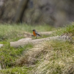 Petroica phoenicea (Flame Robin) at Kosciuszko National Park - 29 Oct 2021 by trevsci