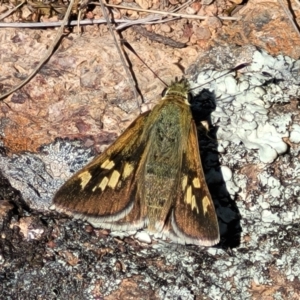 Trapezites luteus at Jerrabomberra, ACT - 31 Oct 2021 12:04 PM