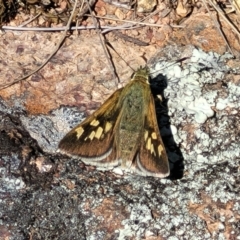 Trapezites luteus at Jerrabomberra, ACT - 31 Oct 2021