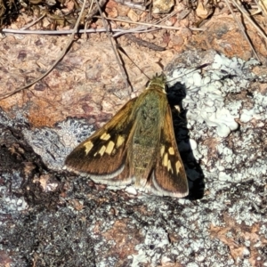 Trapezites luteus at Jerrabomberra, ACT - 31 Oct 2021