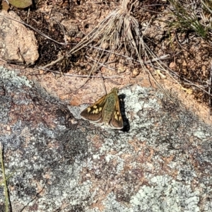 Trapezites luteus at Jerrabomberra, ACT - 31 Oct 2021 12:04 PM