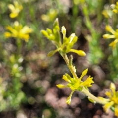 Pimelea curviflora (Curved Rice-flower) at Jerrabomberra, ACT - 31 Oct 2021 by trevorpreston