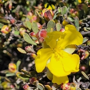 Hibbertia obtusifolia at Jerrabomberra, ACT - 31 Oct 2021 12:02 PM