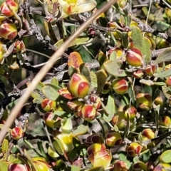 Hibbertia obtusifolia at Jerrabomberra, ACT - 31 Oct 2021 12:02 PM