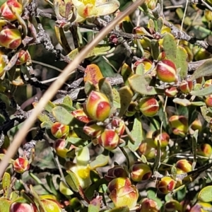 Hibbertia obtusifolia at Jerrabomberra, ACT - 31 Oct 2021