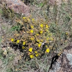 Hibbertia obtusifolia at Jerrabomberra, ACT - 31 Oct 2021 12:02 PM