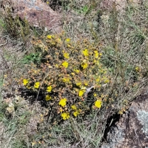 Hibbertia obtusifolia at Jerrabomberra, ACT - 31 Oct 2021 12:02 PM