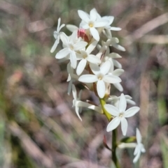 Stackhousia monogyna (Creamy Candles) at Jerrabomberra, ACT - 31 Oct 2021 by tpreston