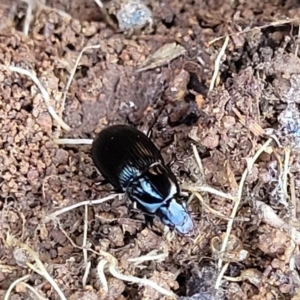 Carabidae sp. (family) at Jerrabomberra, ACT - 31 Oct 2021