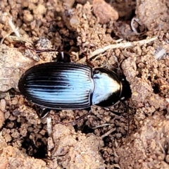 Carabidae sp. (family) at Jerrabomberra, ACT - 31 Oct 2021