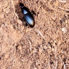 Carabidae sp. (family) at Jerrabomberra, ACT - 31 Oct 2021 11:58 AM