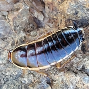 Melanozosteria dookiensis at Jerrabomberra, ACT - 31 Oct 2021