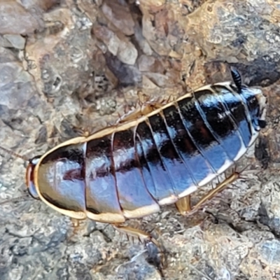 Melanozosteria dookiensis (Dookie woodland cockroach) at Jerrabomberra, ACT - 31 Oct 2021 by trevorpreston