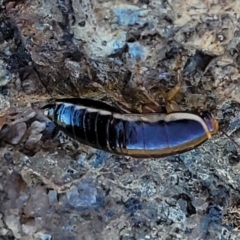 Melanozosteria dookiensis at Jerrabomberra, ACT - 31 Oct 2021