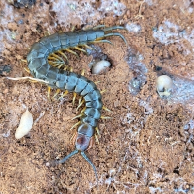Cormocephalus aurantiipes (Orange-legged Centipede) at Jerrabomberra, ACT - 31 Oct 2021 by tpreston