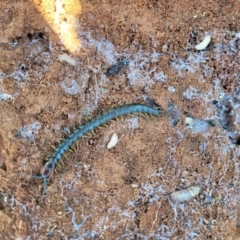 Cormocephalus aurantiipes at Jerrabomberra, ACT - 31 Oct 2021 11:56 AM