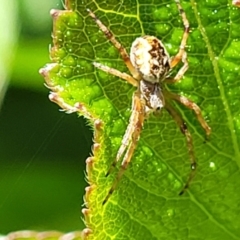 Salsa fuliginata (Sooty Orb-weaver) at Holt, ACT - 30 Oct 2021 by trevorpreston