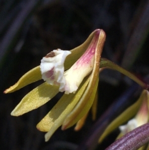 Dockrillia striolata at Bungonia, NSW - 31 Oct 2021