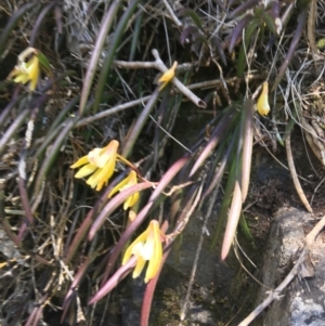 Dockrillia striolata at Bungonia, NSW - 31 Oct 2021